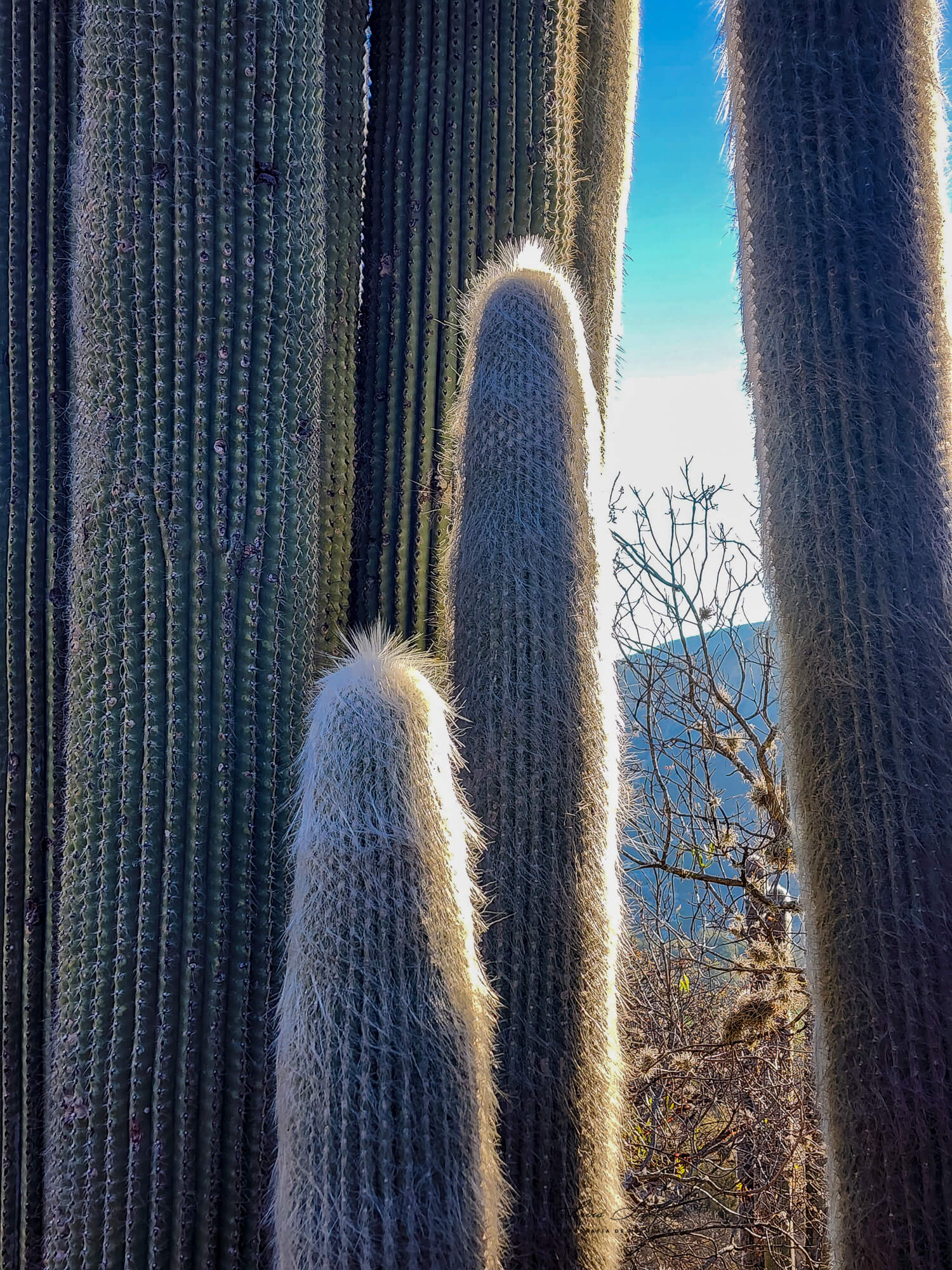 Cephalocereus senilis